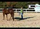 Atını Bir Çizgi Üzerinde Hamle İçin Eğitmek İçin Nasıl Bir Hat Üzerinde Ters Bir At Yürümeyi 