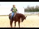 Atını Tırıs Nasıl Yapılır : Bir At Göndererek Bir Gezi İçin Nasıl  Resim 2