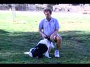 Hayvan Sürüsü İpuçları Border Collie Cinsi Köpek : Nasıl Bir Hayvan Sürüsü Collie Egzersiz 