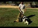 Temel Köpek Eğitim İpuçları: Nasıl Tren Bir Köpek Sit Resim 3