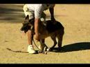 Temel Köpek Eğitim İpuçları: Nasıl Tren Bir Köpek-E Doğru Durmak Ve Kal Resim 4