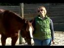 Atın Nasıl Hamle Tren : Ücretsiz Bir Yumruk At Malzemeleri 