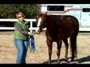 Atını Bir Çizgi Üzerinde Hamle İçin Eğitmek İçin Nasıl : Bir Çizgi Üzerinde Bir At Nasıl Ters  Resim 2