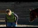 Atını Hamle İçin Tren Nasıl Ücretsiz Bir Yumruk At İse Bir Kırbaç Tutun Nasıl 