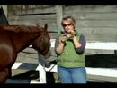 Nasıl Bir At Nalı Hooves Bakımı: Bir Fırça Ve Pick Kullanarak Atın Toynakları Temizleme
