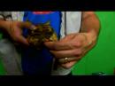 Rus Tortioses Sürüngenler Hakkında:: Seks Ve Rus Kaplumbağa Islahı Resim 2
