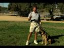Temel Köpek Eğitim İpuçları: Nasıl Bir Şey Yalnız Bırakmak Bir Köpek Yetiştirmek Resim 2