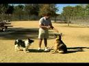 Temel Köpek Eğitim İpuçları: Nasıl Tren Bir Köpek Rollover İçin