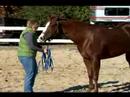 Atını Bir Çizgi Üzerinde Hamle İçin Eğitmek İçin Nasıl : Bir Çizgi Üzerinde Bir At Nasıl Ters  Resim 3