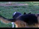 Hayvan Sürüsü İpuçları Border Collie Cinsi Köpek Üzerinde Nasıl Bir Sınır Sol Sürüler Collie  Resim 4
