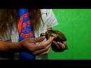 Rus Tortioses Sürüngenler Hakkında:: Sağlıklı Rus Kaplumbağa Örnek Seçme Resim 4