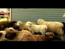 Anlama Ve Koyun Yetiştirme: Koyun Türleri Resim 2