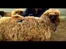 Anlama Ve Koyun Yetiştirme: Koyun Yünü Türleri Resim 3
