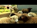 Anlama Ve Koyun Yetiştirme: Koyunlarını Yamultmak Ne Zaman Resim 3