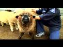 Anlama Ve Koyun Yetiştirme: Aslında Koyun Yün Hakkında Resim 4