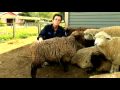 Anlama Ve Koyun Yetiştirme: Koyun Yetiştiriciliği Resim 4