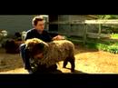Anlama Ve Koyun Yetiştirme: Neden İnsanlar Koyun Yükseltmek Resim 4