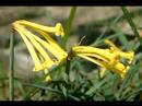 Nasıl Sizin İçin Doğru Yaz Çiçek Ampul: Nasıl Cyrtanthus Mackenii Ampuller Pick