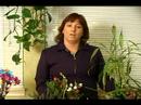 Nasıl Ev Tutmak İçin Bitkiler Sağlıklı Ve Canlı: Sağlıklı Tutmak Karanfiller
