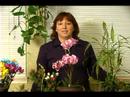 Nasıl Ev Tutmak İçin Bitkiler Sağlıklı Ve Canlı: Ortak Ev Bitki Bakımı İpuçları Elde Resim 3