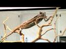 Bukalemun Evcil Hayvan Olarak Örtülü: Örtülü Bukalemun Vücut Parçaları Resim 3