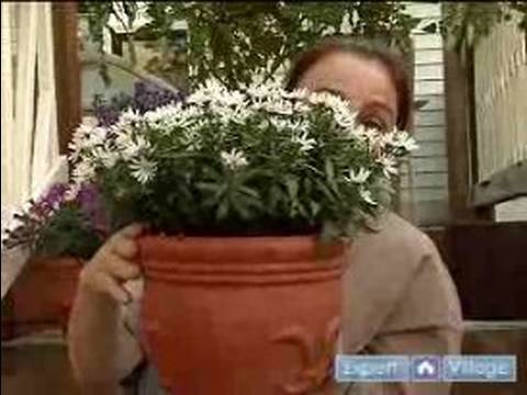 Bahçe Yetiştiricilerinin, Tencere Ve Çiçek Kutuları İle İlgili İpuçları : Nasıl Tesis İçin Uygun Büyüklükte Pot Seçin  Resim 1