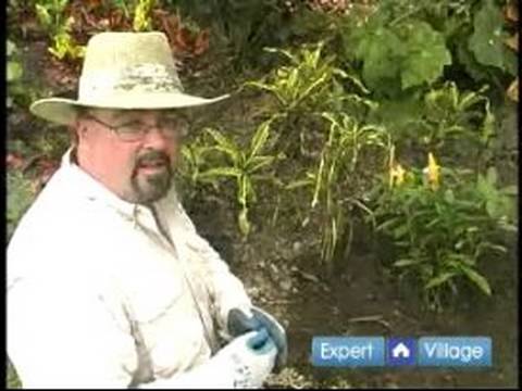 Nasıl Bitki Ve Bahçe Döllemek İçin: Nasıl Bir Bahçe Su Resim 1