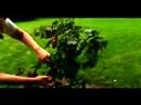 Büyümek Ve Çok Yıllık Bitkiler İçin Bakım Nasıl : Baston Büyümek Nasıl  Resim 2