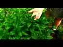 Büyümek Ve Çok Yıllık Bitkiler İçin Bakım Nasıl : Chelonia Büyümek Nasıl  Resim 2