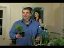 Nasıl Ev Bitkileri Bakımı: Ev Bitki Kapları Değiştirme Resim 2