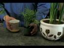Nasıl Ev Bitkileri Bakımı: Ev Bitki Kapları Toplama