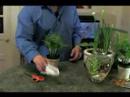 Nasıl Ev Bitkileri Bakımı: Karanfiller Damat