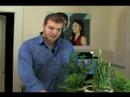 Nasıl Ev Bitkileri Bakımı: Nereye Karanfiller