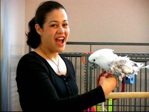 Nasıl Bir Papağan Yetiştirmek: Eğitim Papağan Tutarlılık