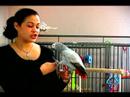 Papağan Eğitmek İçin Nasıl : Isırma Durdurmak İçin Papağan Tren Nasıl  Resim 3