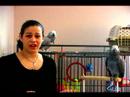 Papağan Eğitmek İçin Nasıl : Papağan İle Bir Eğitim Oturumu Başlatmak İçin Nasıl  Resim 3