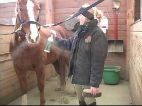 Nasıl Bir At Damat: Kat Uygulamak Nasıl Bir At İçin Cilalar