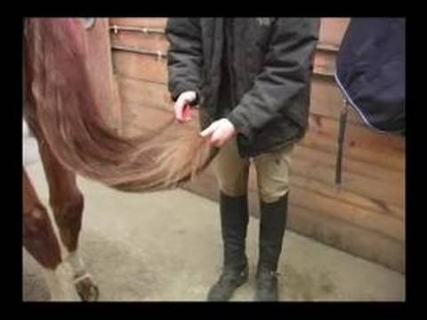 Nasıl Bir At Damat: Nasıl Bir At Kuyruğunu Fırça