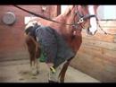 Nasıl Bir At Damat: Nasıl Pick Up Açık Toynak Bir At İçin