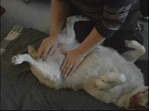 Köpek Masaj İpuçları Ve Teknikleri: Nasıl Bir Köpeğin Mide Ve Genital Masaj İçin Resim 1