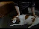 Köpek Masaj İpuçları Ve Teknikleri: Bir Köpeğin Omurga Etrafında Masaj