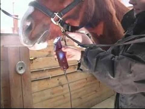 Nasıl Küçük Bir At İçin: Nasıl Bir At Çene Altında Klip İçin