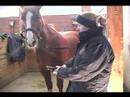 Bir At Klibi İçin Nasıl : Bir Atın Namlu Klip Nasıl  Resim 2
