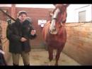 Nasıl Bir At Kadar Tack Yapılır: Nasıl Botlar Bir Atı Teyel İçin Kullanılır