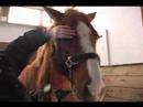 Nasıl Küçük Bir At İçin: Nasıl Bir At Kirpik Klip Resim 4