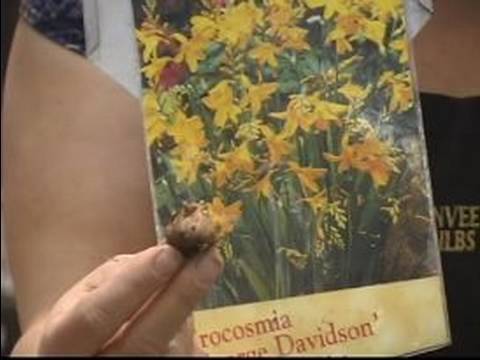 Sonbaharda Çiçek Açan Ampuller Almak Nasıl: Arizona George Davidson Ampuller Dikim