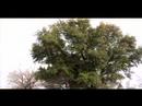 Meşe Palamutları Meşe Ağaçlarından Büyümeye Nasıl: Canlı Meşe Ağaçları Hakkında Resim 2