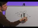 Karikatür Hayvan Beraberlik İçin Nasıl : Böcekler Çizmek İçin Nasıl  Resim 3