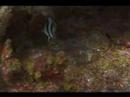 Bantlı Butterflyfish Tanımlamak İçin Nasıl Tüplü Dalış İpuçları: Karayipler Balık Tanımlama :  Resim 2