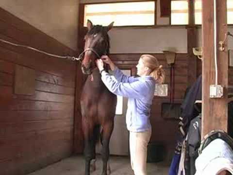 Genç Bir At İle Temel Eğitim : Bir Hamle Hattı Öğretmek İçin Kullanan Genç Bir At İçin İpe Çapraz  Resim 1